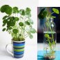 Flower Seeds Pilea 50 PCS Seeds