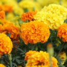 Flowers Aztec Marigold 60 PCS Seeds