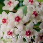 Flower Bonsai Hoya Kerrii Bonsai 100 PCS Seeds