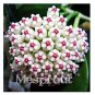 Flower Bonsai Hoya Kerrii Bonsai 100 PCS Seeds