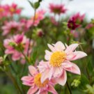 Flowers Beautiful Seven Color Dahlia of Flowers Perennial 100 PCS Seeds