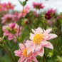 Flowers Beautiful Seven Color Dahlia of Flowers Perennial 100 PCS Seeds