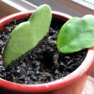 Flower Bonsai Hoya Kerrii Bonsai 100 PCS Seeds