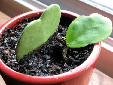 Flower Bonsai Hoya Kerrii Bonsai 100 PCS Seeds