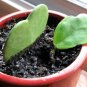 Flower Bonsai Hoya Kerrii Bonsai 100 PCS Seeds