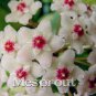 Flower Bonsai Hoya Kerrii Bonsai 100 PCS Seeds