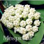 Flower Bonsai Hoya Kerrii Bonsai 100 PCS Seeds