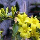 Flowers Yellow Jasmine 20 PCS Seeds