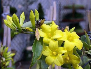 Flowers Yellow Jasmine 20 PCS Seeds