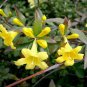 Flowers Yellow Jasmine 20 PCS Seeds