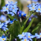 Forget Me Not Flowers 35 PCS Seeds