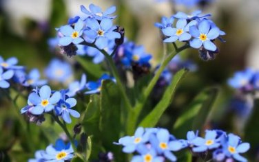Forget Me Not Flowers 35 PCS Seeds