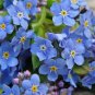 Forget Me Not Flowers 35 PCS Seeds