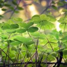 Four Leaf Clover 200 PCS Seeds