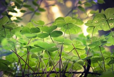 Four Leaf Clover 200 PCS Seeds
