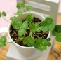 Four Leaf Clover 200 PCS Seeds