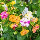 FOUR O'CLOCK MIX SEEDS ORGANIC BEAUTIFUL VIVID REDISH COLORED BLOOM 20 PCS Seeds