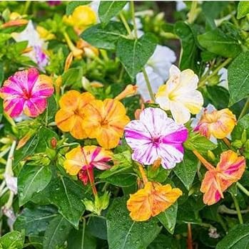 FOUR O'CLOCK MIX SEEDS ORGANIC BEAUTIFUL VIVID REDISH COLORED BLOOM 20 PCS Seeds