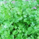 Four Seasons Parsley Seeds Organic Coriander 160 PCS Seeds