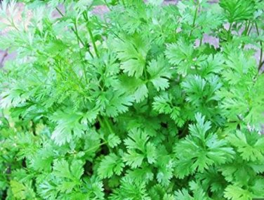 Four Seasons Parsley Seeds Organic Coriander 160 PCS Seeds