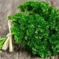 Four Seasons Parsley Seeds Organic Coriander 160 PCS Seeds