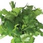 Four Seasons Parsley Seeds Organic Coriander 160 PCS Seeds
