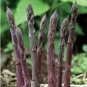 Four Seasons Purple Asparagus 50 PCS Seeds