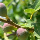 Fracazano Bianco Black Fig Tree 6 PCS Seeds Fracazano Bianco Black Fig Tree 6 PCS Seeds