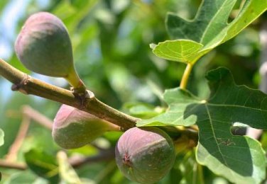 Fracazano Bianco Black Fig Tree 6 PCS Seeds