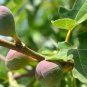 Fracazano Bianco Black Fig Tree 6 PCS Seeds