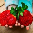Fragaria Ananassa Rare Giant Flat Strawberry 100 PCS Seeds