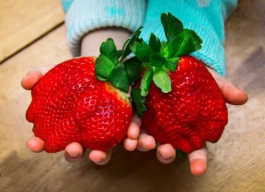 Fragaria Ananassa Rare Giant Flat Strawberry 100 PCS Seeds