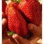 Fragaria Ananassa Rare Giant Flat Strawberry 100 PCS Seeds