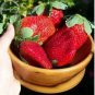 Fragaria Ananassa Rare Giant Flat Strawberry 100 PCS Seeds