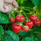 Fragaria Garden Strawberry 500 PCS Seeds