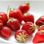 Fragaria Garden Strawberry 500 PCS Seeds