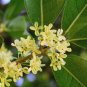 Fragrance osmanthus Tree 10 PCS Seeds
