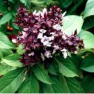 Fragrant Demure Thai Basil with a Licorice Accent Herb 30 PCS Seeds