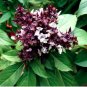 Fragrant Demure Thai Basil with a Licorice Accent Herb 30 PCS Seeds