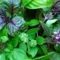 Fragrant Demure Thai Basil with a Licorice Accent Herb 30 PCS Seeds