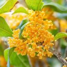 Fragrance osmanthus Tree 10 PCS Seeds
