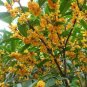 Fragrance osmanthus Tree 10 PCS Seeds