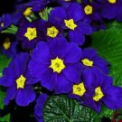 Fragrant Evening Primrose Seeds Dark Blue Flowers with Yellow Centre 200 PCS Seeds Fragrant Evening Primrose Seeds Dark Blue Flowers with Yellow Centre 200 PCS Seeds