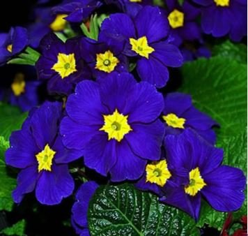 Fragrant Evening Primrose Seeds Dark Blue Flowers with Yellow Centre 200 PCS Seeds