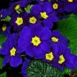 Fragrant Evening Primrose Seeds Dark Blue Flowers with Yellow Centre 200 PCS Seeds