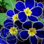 Fragrant Evening Primrose Seeds Dark Blue Flowers with Yellow Centre 200 PCS Seeds