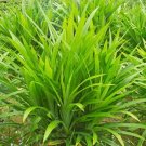 Fragrant Grass Annual Pandan Flower Potted Fragrant Spices DIY Home Garden Bonsai Plant 50 PCS Seeds