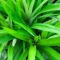 Fragrant Grass Annual Pandan Flower Potted Fragrant Spices DIY Home Garden Bonsai Plant 50 PCS Seeds