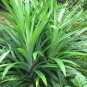 Fragrant Grass Annual Pandan Flower Potted Fragrant Spices DIY Home Garden Bonsai Plant 50 PCS Seeds