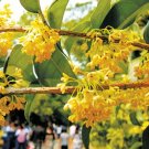 Fragrant Osmanthus Seeds Sweet Olive Tree 20 PCS Seeds Fragrant Osmanthus Seeds Sweet Olive Tree 20 PCS Seeds